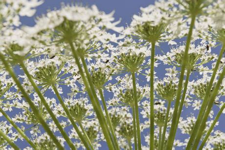 27 Heracleum sphondylium Stock Pictures, Editorial Images and Stock ...