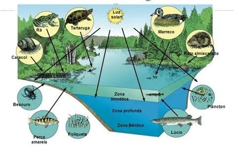 Ecossistemas Conceitos Estrutura E Classifica O Mundo Ecologia