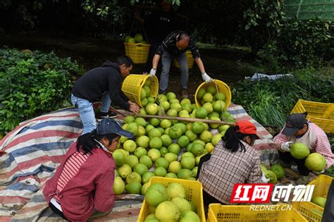 湖南江永：“柚”到丰收季 果园采摘忙 极目新闻