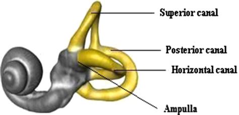 Semicircular Canals And Ampulla Layout Of The Semicircular Canals And Download Scientific