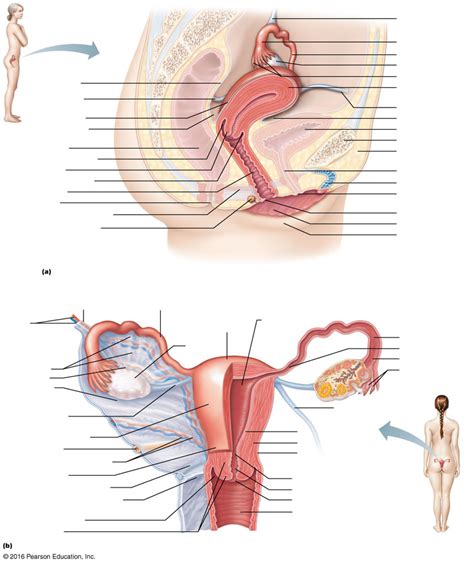 Internal Female Reproductive System Part 2 Diagram Quizlet