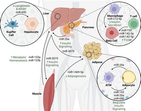 The Role Of Extracellular Vesicle Derived Mirnas In Adipose