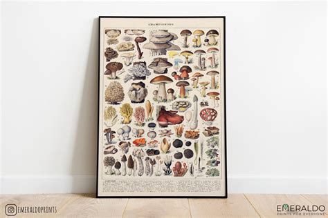 Mushrooms Print Vintage Fungi Poster Art Illustration Champignons