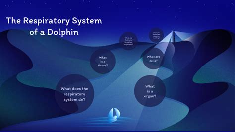 The Respiratory system of a Dolphin by Aimen Fatima on Prezi