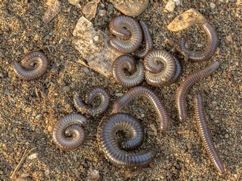 Millipedes Allgon Pest Control