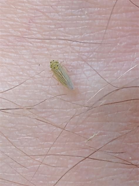 Tiny Grasshopper Thousands Of These Jump Around When Walking Mowing The Lawn South Texas