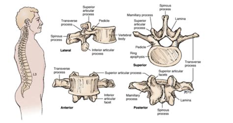 Acsm Cpt Chapter Anatomy And Kinesiology Specific Joint Anatomy And