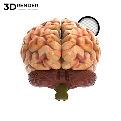 Render 3d Del Cerebro Humano Aislado Archivo PSD Premium