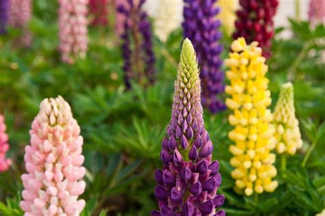 Flower Seeds Lupine Mix | Etsy