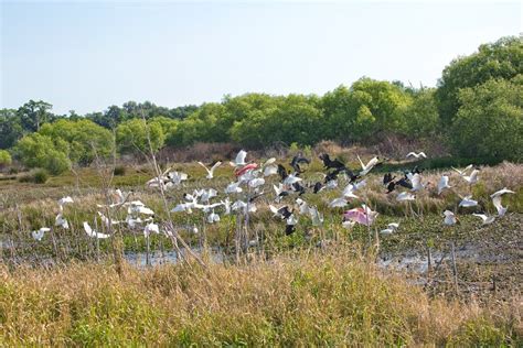 Wading Birds at the Merritt Island National Wildlife Refuge Stock Image ...