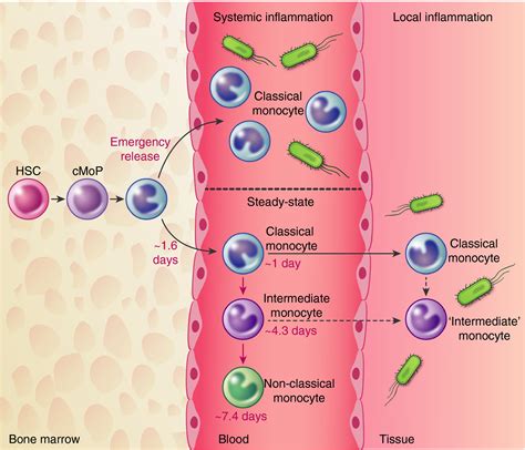 Monocytes And Macrophages