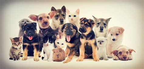 O Que E Animais Domesticos - A importância dos animais domésticos