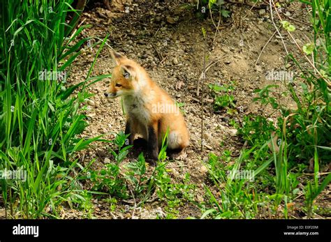 Red Fox Kit Sitting On Slope Outside Of Its Den Vulpes Vulpes Stock