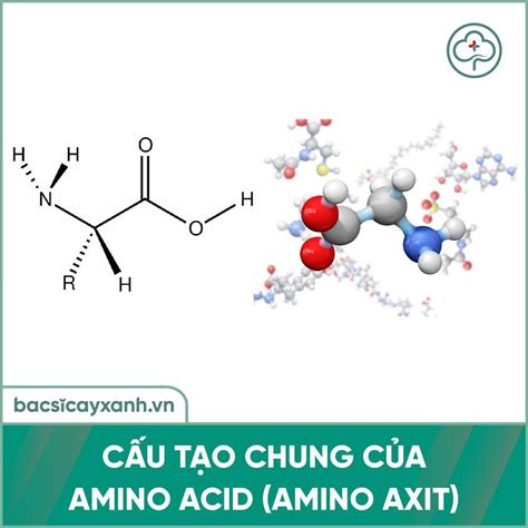 Amino Acid L G T C D Ng C A Ph N B N L Amino Acid I V I C Y Tr Ng