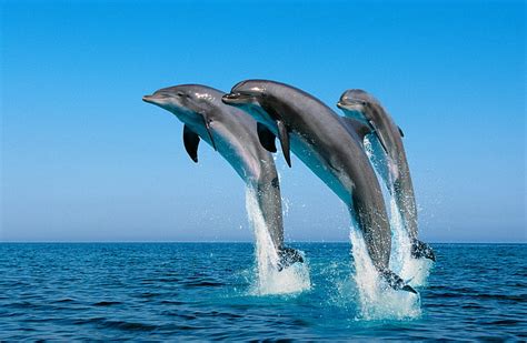 tursiops truncatus  tursiops