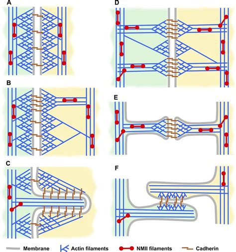 Schematics Of Actin Cytoskeleton Organization At Different Types Of