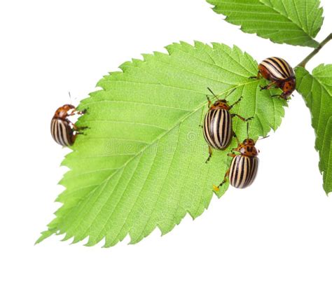 Many Colorado Potato Beetles On Green Leaf Against White Background