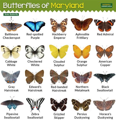 Extirpated And Endangered Butterflies Of Maryland Natural History