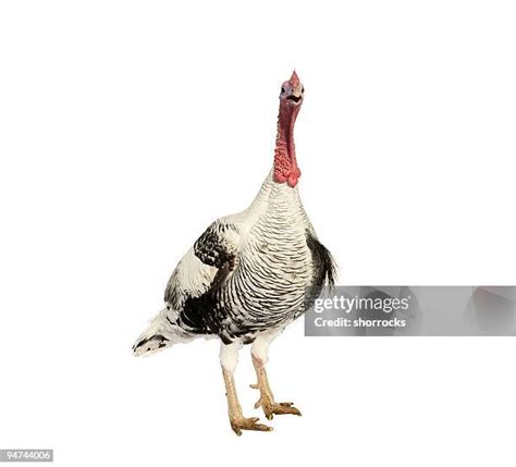 Whole Heritage Turkey High Res Stock Photo Getty Images