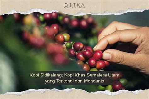 Kopi Sidikalang Kopi Khas Sumatera Utara Yang Mendunia Bitka Origin