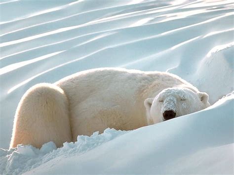 How Long Do Polar Bears Hibernate? • Polar Bear Facts