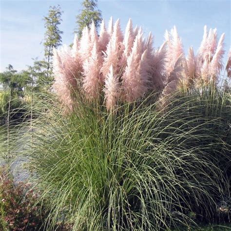 Pampas Grass Varieties Sexiz Pix