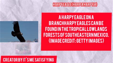 HARPY EAGLE HARPIA HARPYJA ALL DETAILS IN ONE VIDEO Viral