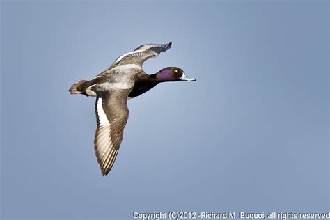 Lesser Scaup In Flight R M Buquoi Photographics