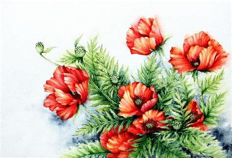 Рисунок "Красные маки" акварель купить в интернет-магазине Ярмарка ...