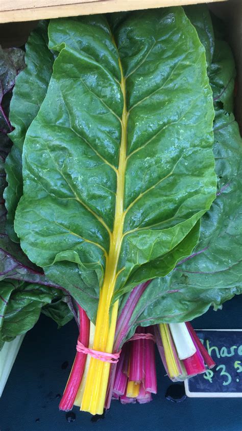 Rainbow Swiss Chard Common Root Farm