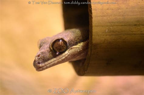 Naaktvingergekko Mediodactylus Kotschyi Kotschy S Gecko Rings For