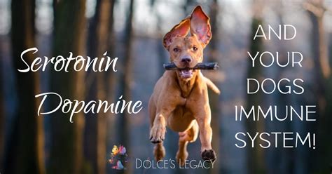 Serotonin Dopamine And Your Dogs Immune System — Dolces Legacy