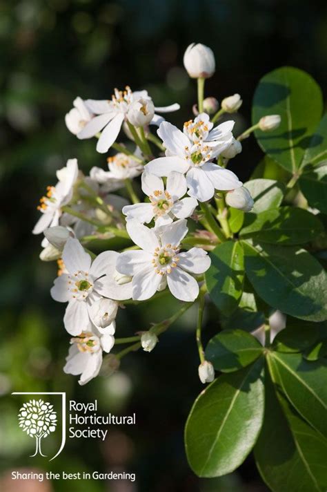 Royal Horticultural Society Rhs Flower Choisya Ternata Moonshine