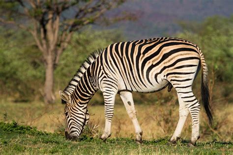 Feeding zebra male stock photo. Image of reserve, large - 22042470