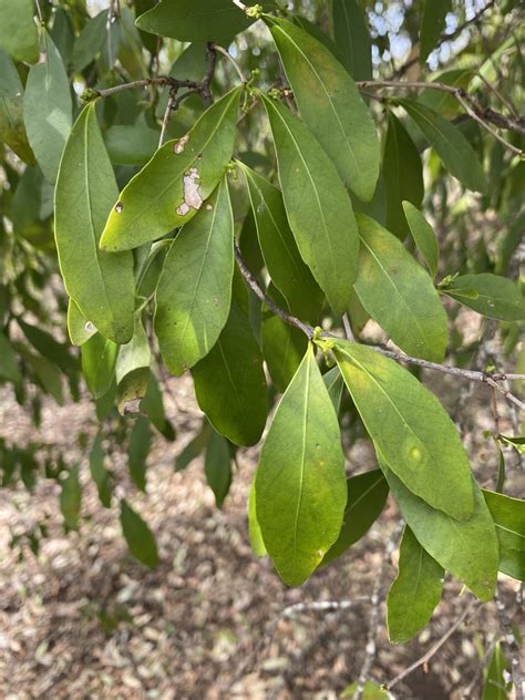 Red Fruited Olive Plum From Upper Flagstone Qld Au On September