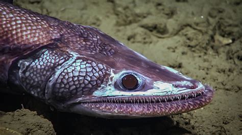 10 of the Most Interesting Deep Sea Fish - Ocean Info