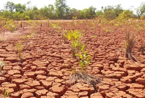 Cargill Vai Recuperar Mil Hectares De Reas Degradadas No Cerrado E