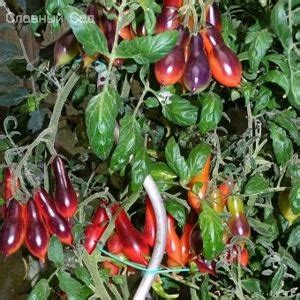 Семена Томат черри Кумкват Розовый опал. Редкие сорта.