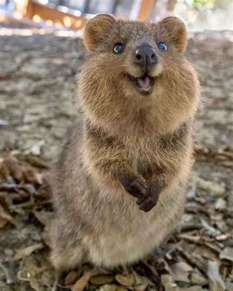 Quokka: Happiest Australian Animal that Smiles to take a Quokka Selfie ...