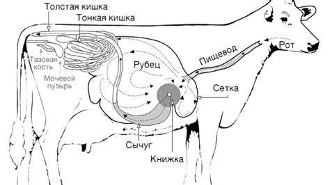 Какой желудок у коровы: особенности строения, отделы