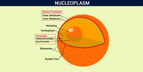 Nucleoplasm - Difference Between Cytoplasm & Nucleoplasm Explanation @Byjus