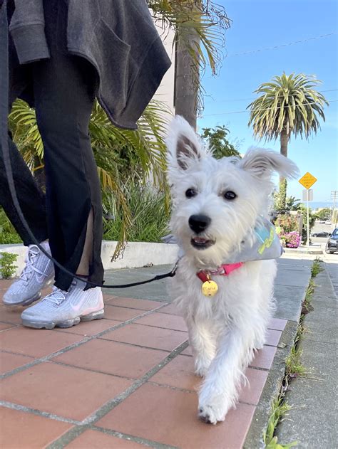 How To Teach Your Puppy To Walk On A Leash The Puppy Academy