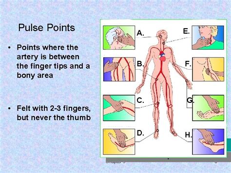 What Is The Pulse Rate Of Human at Joyce Ward blog 