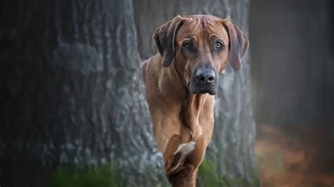 Are Rhodesian Ridgebacks good for hunting?