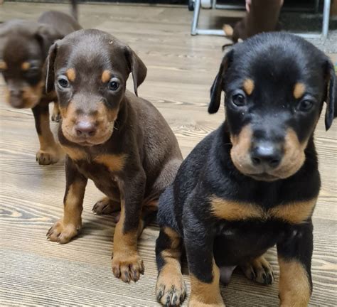 Doberman Puppies for sale