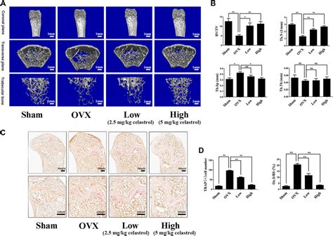 Frontiers Celastrol Attenuates RANKL Induced Osteoclastogenesis In