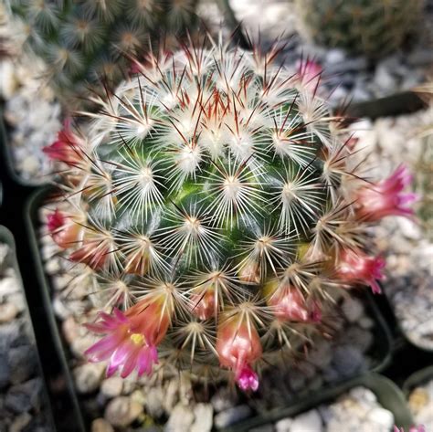 Mammillaria Microhelia Planet Desert