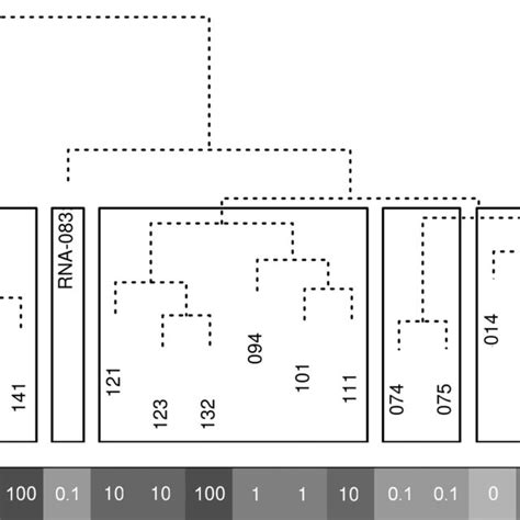 Unsupervised Hierarchical Clustering Of Mirna Expression Data From