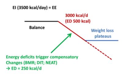 Obesity And Energy Balance 2 Flashcards Quizlet