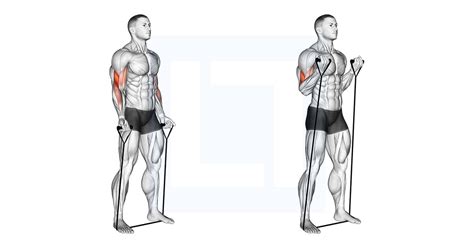 Cable One Arm Tricep Pushdown Guide Benefits And Form